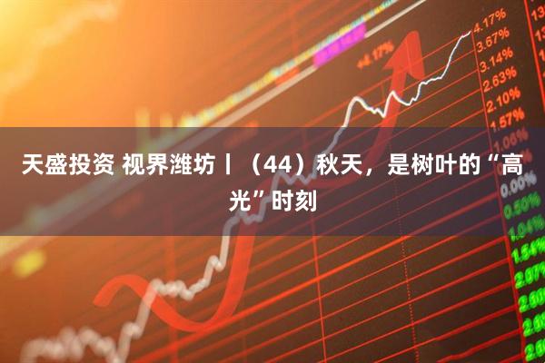 天盛投资 视界潍坊丨（44）秋天，是树叶的“高光”时刻